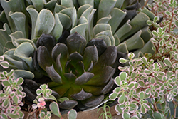 Black Prince Echeveria (Echeveria 'Black Prince') at Lakeshore Garden Centres