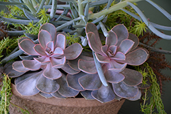 Red Sky Echeveria (Echeveria 'Red Sky') at Lakeshore Garden Centres
