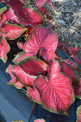 Red Glamour Caladium (Caladium 'Red Glamour') at Lakeshore Garden Centres