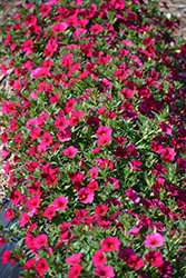 SuperCal Cherry Petchoa (Petchoa 'SuperCal Cherry') at Lakeshore Garden Centres