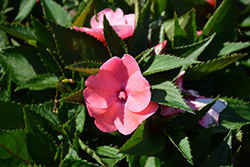 SunPatiens Spreading Shell Pink New Guinea Impatiens (Impatiens 'SunPatiens Spreading Shell Pink') at Lakeshore Garden Centres