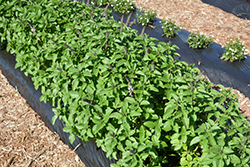Snow White Basil (Ocimum basilicum 'Snow White') at Lakeshore Garden Centres