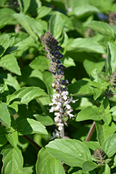 Snow White Basil (Ocimum basilicum 'Snow White') at Lakeshore Garden Centres