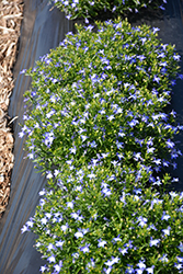 Lobelix Blue White Eye Lobelia (Lobelia 'Lobelix Blue White Eye') at Lakeshore Garden Centres
