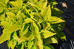 Lifelime Coleus (Solenostemon scutellarioides 'Lifelime') at Lakeshore Garden Centres