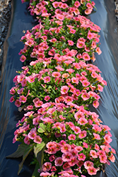 Superbells Coralina Calibrachoa (Calibrachoa 'iNCALMIABE') at Lakeshore Garden Centres