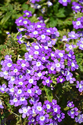 Empress Flair Blue Charme Verbena (Verbena 'Empress Flair Blue Charme') at Lakeshore Garden Centres