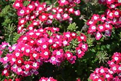 Empress Flair Cherry Charme Verbena (Verbena 'Empress Flair Cherry Charme') at Lakeshore Garden Centres
