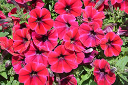 Sweetunia Suzie Storm Petunia (Petunia 'Sweetunia Suzie Storm') at Lakeshore Garden Centres