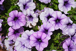 Surprise Blue Vein Petunia (Petunia 'Surprise Blue Vein') at Lakeshore Garden Centres