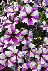 Surprise Blue Star Petunia (Petunia 'Surprise Blue Star') at Lakeshore Garden Centres