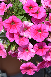 Sweetunia Rose Gem Petunia (Petunia 'Sweetunia Rose Gem') at Lakeshore Garden Centres