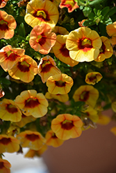 Hula Mango Calibrachoa (Calibrachoa 'Hula Mango') at Lakeshore Garden Centres