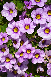 Hula Blue Calibrachoa (Calibrachoa 'Hula Blue') at Lakeshore Garden Centres