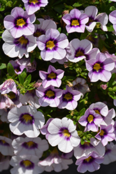 Bloomtastic Tiki Blue Calibrachoa (Calibrachoa 'Bloomtastic Tiki Blue') at Lakeshore Garden Centres