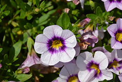 Bloomtastic Tiki Blue Calibrachoa (Calibrachoa 'Bloomtastic Tiki Blue') at Lakeshore Garden Centres