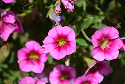 Bloomtastic Cosmos Pink Calibrachoa (Calibrachoa 'Bloomtastic Cosmos Pink') at Lakeshore Garden Centres