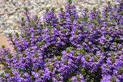 Purple Haze Fan Flower (Scaevola aemula 'Purple Haze') at Lakeshore Garden Centres