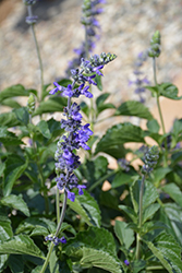 Magic Wand Sage (Salvia 'Magic Wand') at Lakeshore Garden Centres