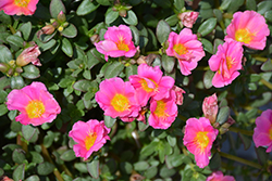 Pazzaz Sweet Pink Portulaca (Portulaca oleracea 'Pazzaz Sweet Pink') at Lakeshore Garden Centres