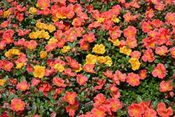 Pazzaz Orange Flare Portulaca (Portulaca oleracea 'Pazzaz Orange Flare') at Lakeshore Garden Centres