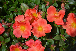 Pazzaz Orange Flare Portulaca (Portulaca oleracea 'Pazzaz Orange Flare') at Lakeshore Garden Centres