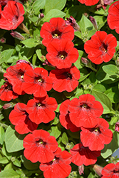Littletunia Bright Red Petunia (Petunia 'Littletunia Bright Red') at Lakeshore Garden Centres