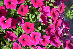 Cascadias Burgundy Petunia (Petunia 'Cascadias Burgundy') at Lakeshore Garden Centres