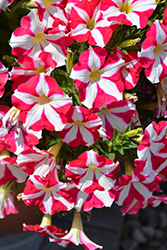 Amore Mio Petunia (Petunia 'Amore Mio') at Lakeshore Garden Centres