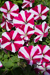 Amore Joy Petunia (Petunia 'Amore Joy') at Lakeshore Garden Centres