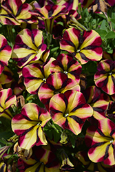Amore Fiesta Petunia (Petunia 'Amore Fiesta') at Lakeshore Garden Centres