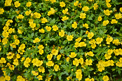 Garden Freckles Mecardonia (Mecardonia 'Garden Freckles') at Lakeshore Garden Centres