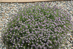 Stream Deep Lavender Sweet Alyssum (Lobularia maritima 'Stream Deep Lavender') at Lakeshore Garden Centres