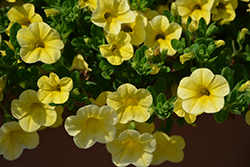 Noa Lemoncello Calibrachoa (Calibrachoa 'Noa Lemoncello') at Lakeshore Garden Centres