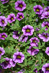 Colibri Purple Lace Calibrachoa (Calibrachoa 'Colibri Purple Lace') at Lakeshore Garden Centres