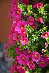 Colibri Fuchsia Calibrachoa (Calibrachoa 'Colibri Fuchsia') at Lakeshore Garden Centres
