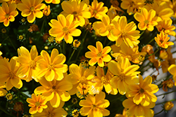 Golden Empire Bidens (Bidens ferulifolia 'Golden Empire') at Lakeshore Garden Centres