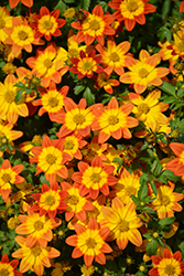 Blazing Glory Bidens (Bidens ferulifolia 'Blazing Glory') at Lakeshore Garden Centres