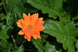 Electric Orange Drakensberg Daisy Hardy Garden Gerbera (Gerbera 'Drakensberg Electric Orange') at Lakeshore Garden Centres