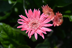 Bright Pink Drakensberg Daisy Hardy Garden Gerbera (Gerbera 'Drakensberg Bright Pink') at Lakeshore Garden Centres