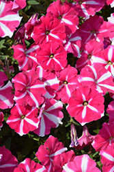 Hurrah Rose Star Petunia (Petunia 'Hurrah Rose Star') at Lakeshore Garden Centres