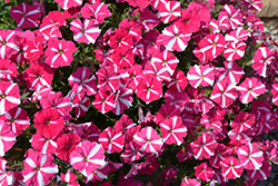Hurrah Rose Star Petunia (Petunia 'Hurrah Rose Star') at Lakeshore Garden Centres