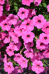 ColorRush Pink Petunia (Petunia 'Balcushink') at Lakeshore Garden Centres