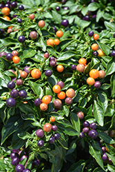 Hot Pops Purple Ornamental Pepper (Capsicum annuum 'Hot Pops Purple') at A Very Successful Garden Center