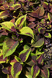 Premium Sun Pineapple Surprise Coleus (Solenostemon scutellarioides 'Pineapple Surprise') at Lakeshore Garden Centres