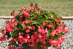 Megawatt Rose Green Leaf Begonia (Begonia 'Megawatt Rose Green Leaf') at Lakeshore Garden Centres