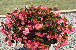 Megawatt Pink Bronze Leaf Begonia (Begonia 'Megawatt PInk Bronze Leaf') at Lakeshore Garden Centres