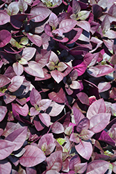 Brazilian Joy Weed (Alternanthera brasiliana) at Lakeshore Garden Centres