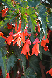 Summerwings Orange Begonia (Begonia 'Summerwings Orange') at Lakeshore Garden Centres