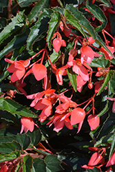 Summerwings Pink Elegance Begonia (Begonia 'Summerwings Pink Elegance') at Lakeshore Garden Centres